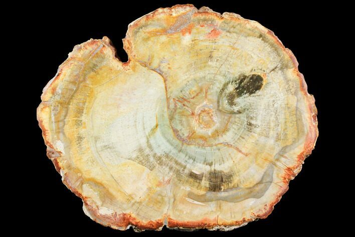Petrified Wood (Araucaria) Slab - Madagascar #119487